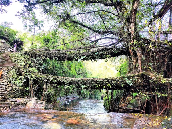 Double Decker Root Bridge